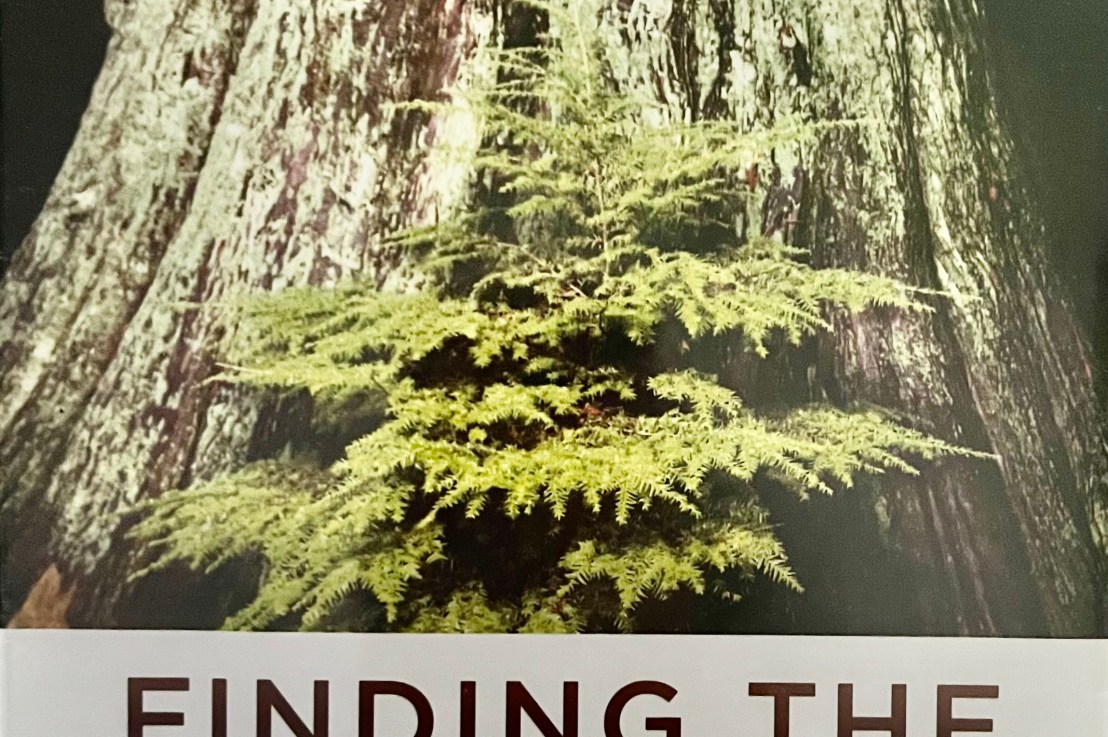Suzanne Simard’s—Finding the mother&nbsp;tree